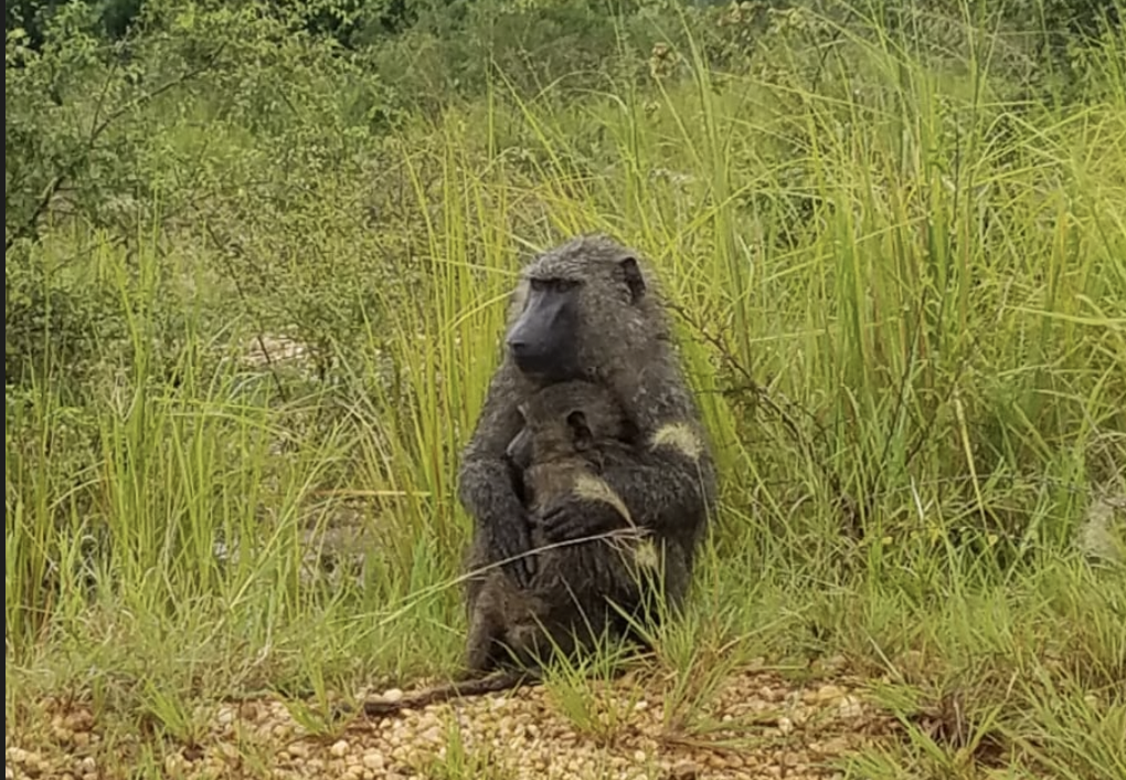 Nature Conservation Icon